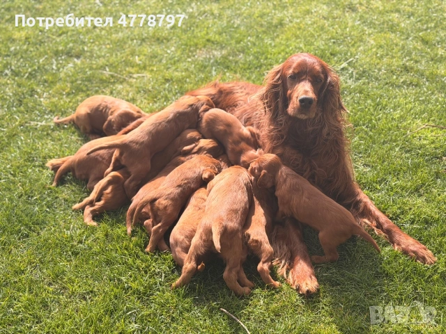 Ирландски сетер, снимка 2 - Други - 53990011