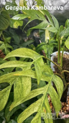 Epipremnum pinnatum Mint variegated 