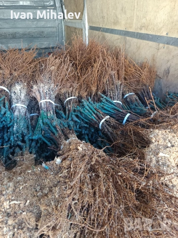 лозов посадъчен материал и овощен , снимка 3 - Градински цветя и растения - 53029256