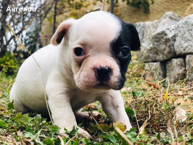 Френски булдог, снимка 2 - Френски булдог - 53885958