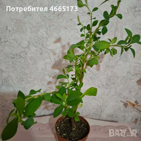 Еуфорбия/Христов венец Цвете, снимка 5 - Стайни растения - 54742956