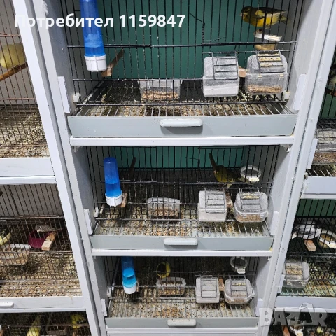 Канарчета , снимка 6 - Канари - 51305502