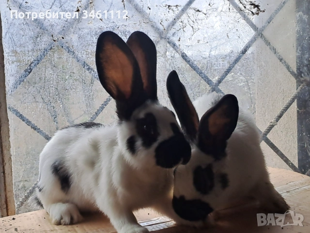 Продавам зайци на различна възраст 