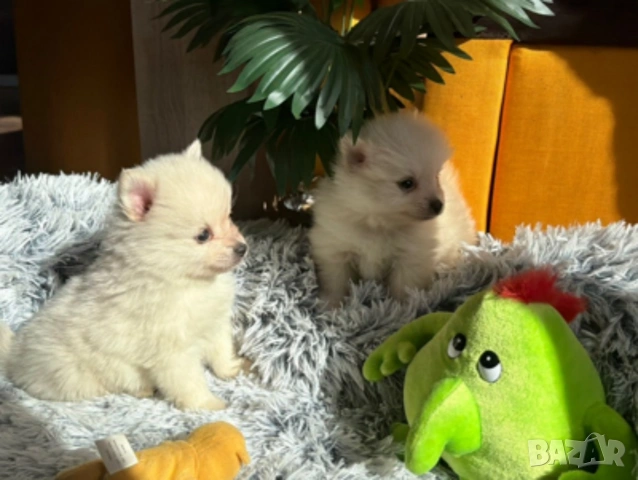 Померан , снимка 5 - Померан - 54325404