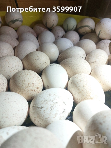 Оплодени пуешки яйца.