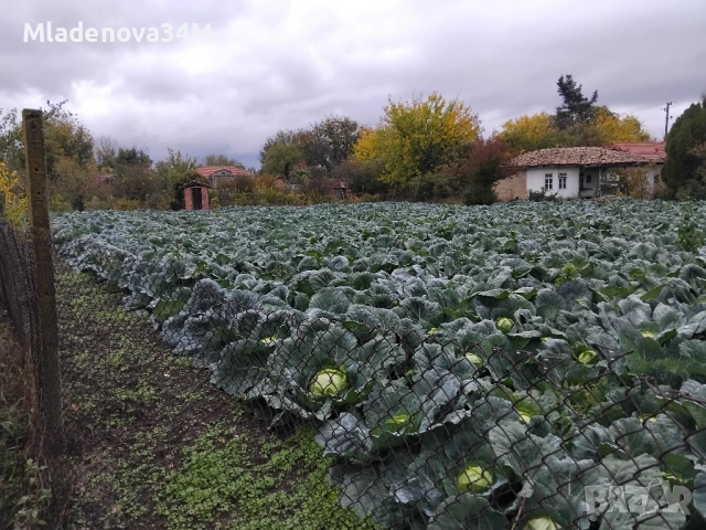 Имот с голям двор, снимка 15 - Къщи - 52255307