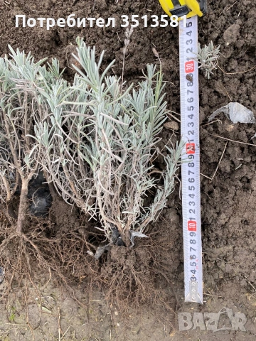 Разсад лавандула, снимка 8 - Разсади - 39900461