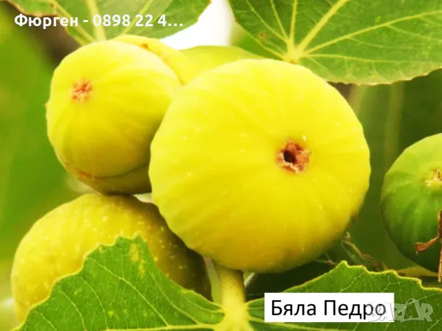  Смокиня  / Разсад Студоустойчиви - Налични 8 сорта, снимка 4 - Разсади - 34044411