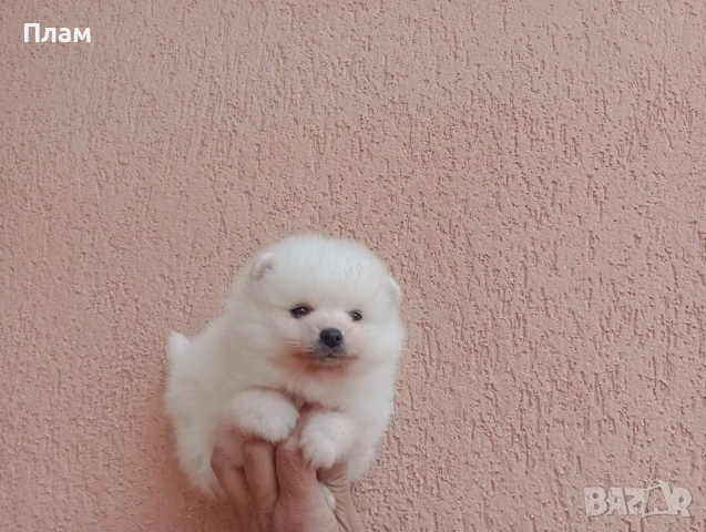 Бели Померани., снимка 5 - Померан - 54100293