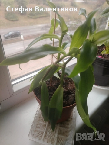 Ароматна кализия- стайно растение с множество лечебни свойства , снимка 5 - Градински цветя и растения - 51869482