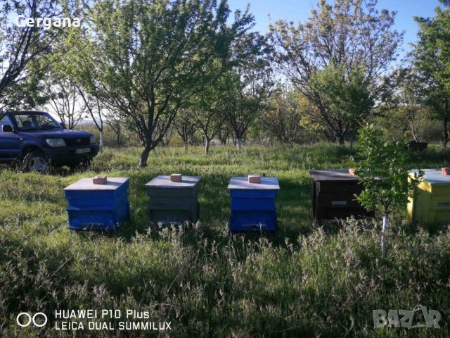 Продавам пчелни отвотки 2024, снимка 5 - За пчели - 44465406