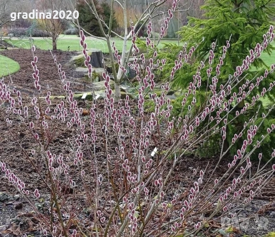 Бреза и Върба, снимка 6 - Градински цветя и растения - 27205053