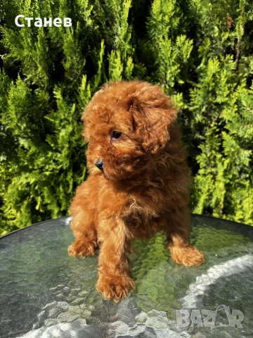Той Пудел Момче / Toy Poodle Boy, снимка 4 - Померан - 55655687