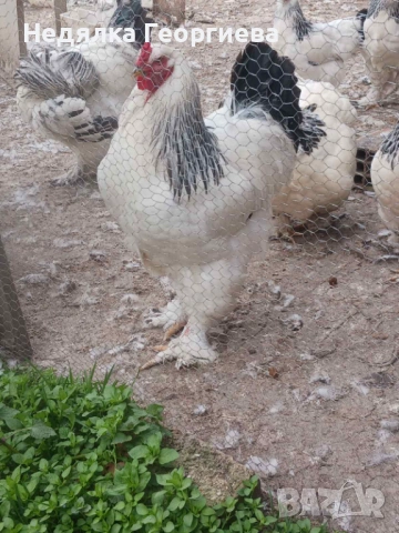 Колумбийска брама 30 евро, снимка 2 - други­ - 53929654