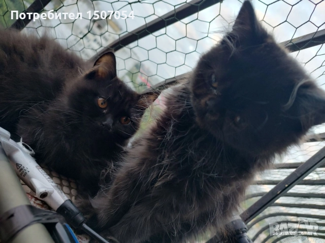 Персийско коте, снимка 1