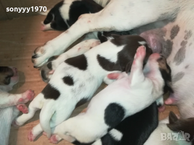 ДЖАК РЪСЕЛ 250ЛВ ЗА БРОЙ 2108251956, снимка 5 - Джак ръсел териер - 51446324