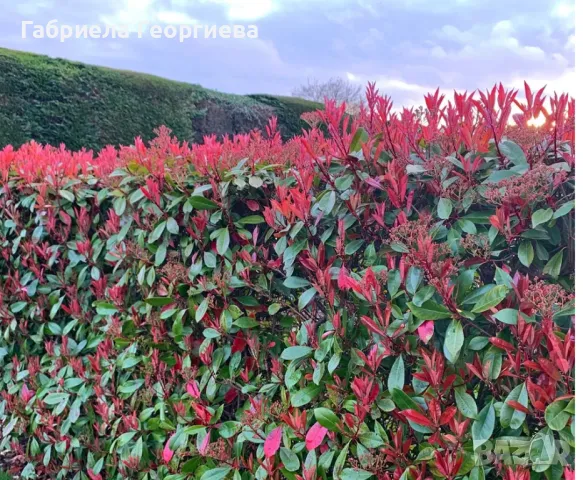 Фотиния компакта 