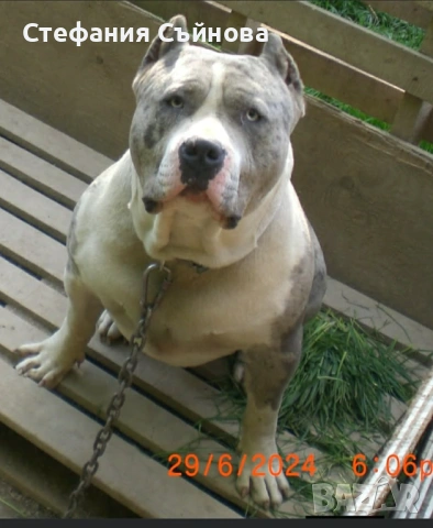 Американско були