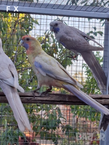 penantovi rozeli   , снимка 16 - Папагали - 51343821
