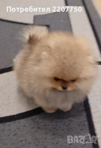 продавам померан , снимка 4 - Померан - 52437873