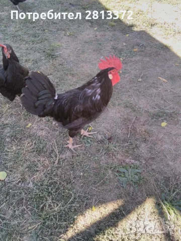  Петел Черен Легхорн Leghorn, снимка 5 - други­ - 55251872