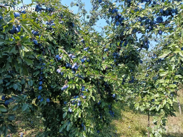 Сини сливи Стенлей , снимка 4 - Домашни продукти - 55930738