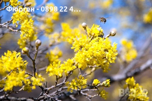 Дрян - Жълт, снимка 7 - Разсади - 51095875