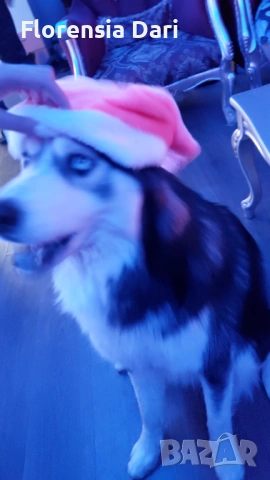 Сибирска хъска, снимка 2 - Хъски - 53324128