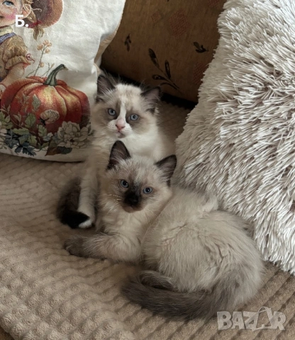 Готови за нов Дом, снимка 5 - Руска синя котка - 54077650