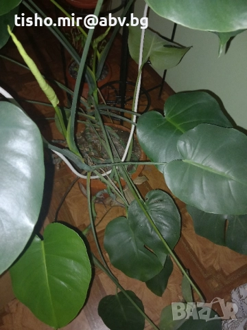 Филодендрон, снимка 7 - Стайни растения - 50517631
