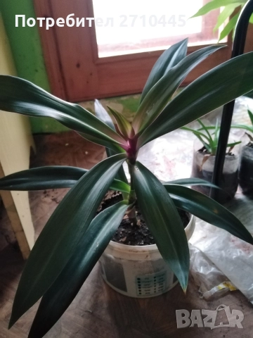 Стайно цвете