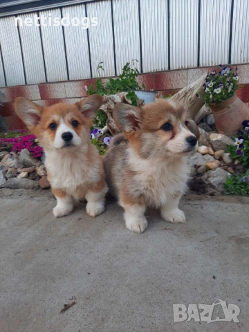 Кралска порода Уелско Корги Пембрук, снимка 15 - Други - 50062470