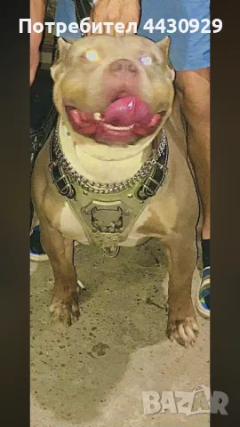 American Bully XL, снимка 11 - Американски стафордширски териер - 56440660