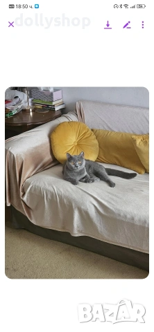 Продава се Женска Британска Котка на 4г., снимка 5 - Британска късокосместа - 53327496