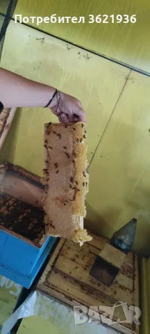 Пчелен мед натурален от с. Пчела., снимка 6 - Пчелни продукти - 51311027