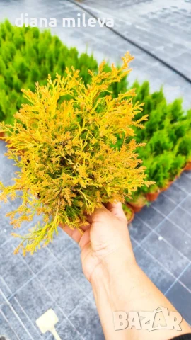 Западна туя Рейнголд (Thuja occidentalis Rheingold), студоустойчива, снимка 14 - Градински цветя и растения - 37392581
