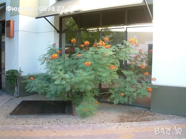 Цезалпиния пулхерима – Caesalpinia pulcherrima, снимка 8 - Разсади - 55863674