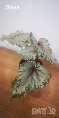 Бегония рекс "Асиан Тундра" (Begonia Rex "Asian Tundra") 