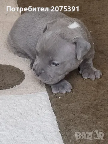 Американско були покет  American bully , снимка 7 - Питбул - 55752145