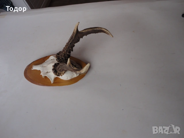 Ловен трофей рог  рога 11, снимка 2 - Ножове - 54087228