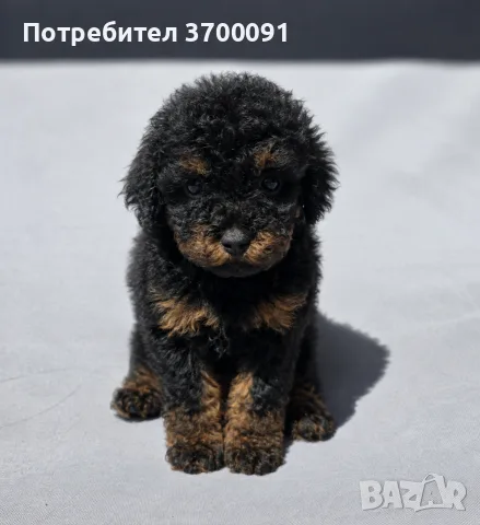 пудел / пуделче