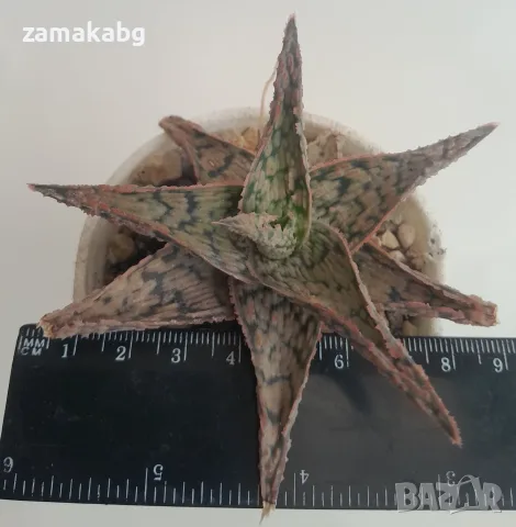 Алое (Aloe Pink Blush), сукулентно растение