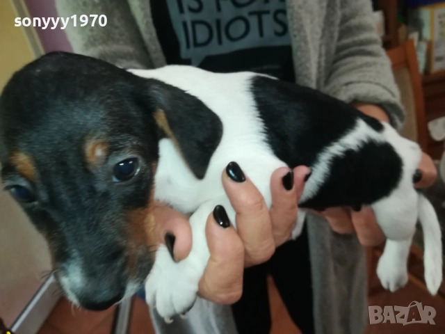 СЛАДКО ПАЛЕ ДЖАК РЪСЕЛ 250ЛВ ЗА БР 0210250814, снимка 3 - Джак ръсел териер - 51915549