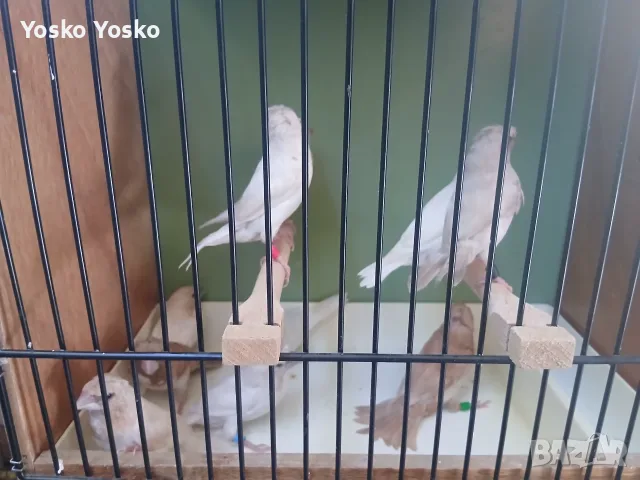 Svobodni qponski amadini, снимка 7 - Амадини - 56206031