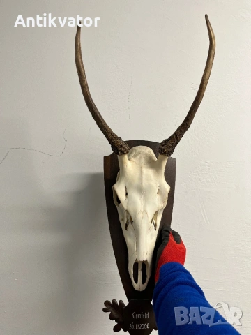 Много красив шилар, снимка 2 - Други - 54240918