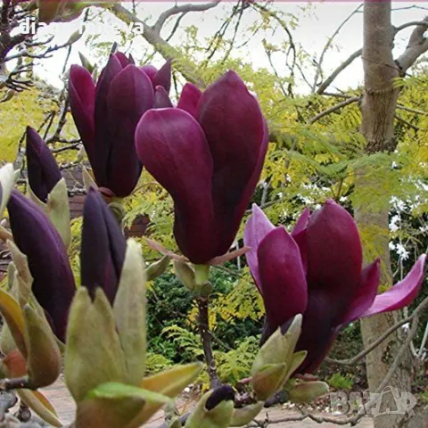 Магнолия Нигра, Magnolia ‘Nigra’, снимка 4 - Градински цветя и растения - 49260159