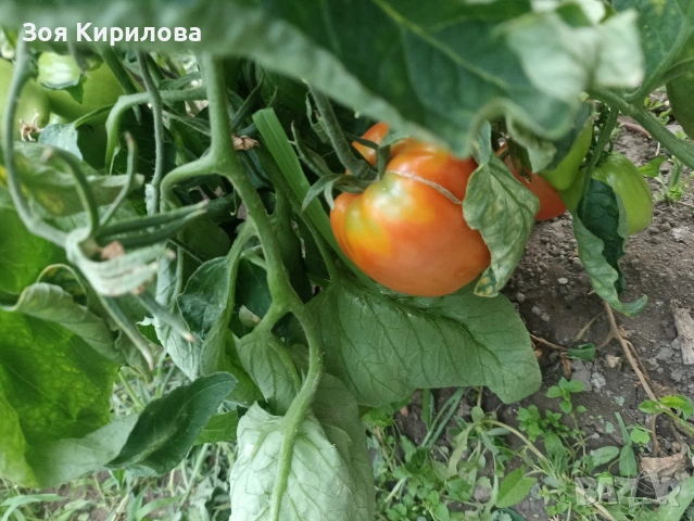 Разсад на домати от Елинпелинският край , снимка 9 - Разсади - 53932572