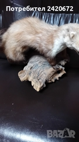 препарирана  бялка