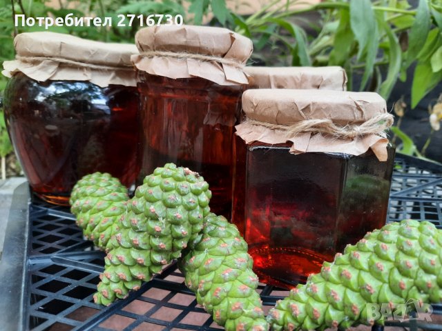 Боров мед от борови връхчета и шишарки