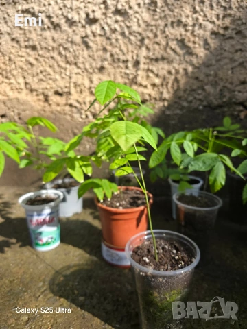 Глициния (вистерия), снимка 8 - Други - 54105853